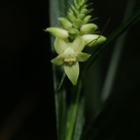 Tropidia thwaitesii Hook.f.